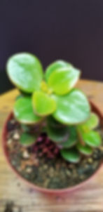 Korean Ghost Jade © thejadeplant.com