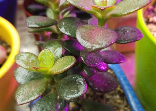 money silver dollar plant Money Plant Seeds - Lunaria annua