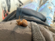 IMG_6235.jpeg