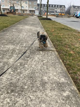 IMG_8561.jpeg