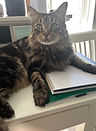 murphy.jpeg