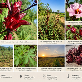 Der Hibiskus stammt ursprünglich aus tropischen Regionen Afrikas und wird heute unter anderem in Ägypten, Sudan, Indien, Thailand, Mexiko und Mittelamerika angebaut. Er liebt Wärme, Sonne und nährstoffreiche Böden.