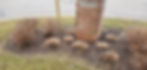 Mackenzie brick - Oconomowoc - before
