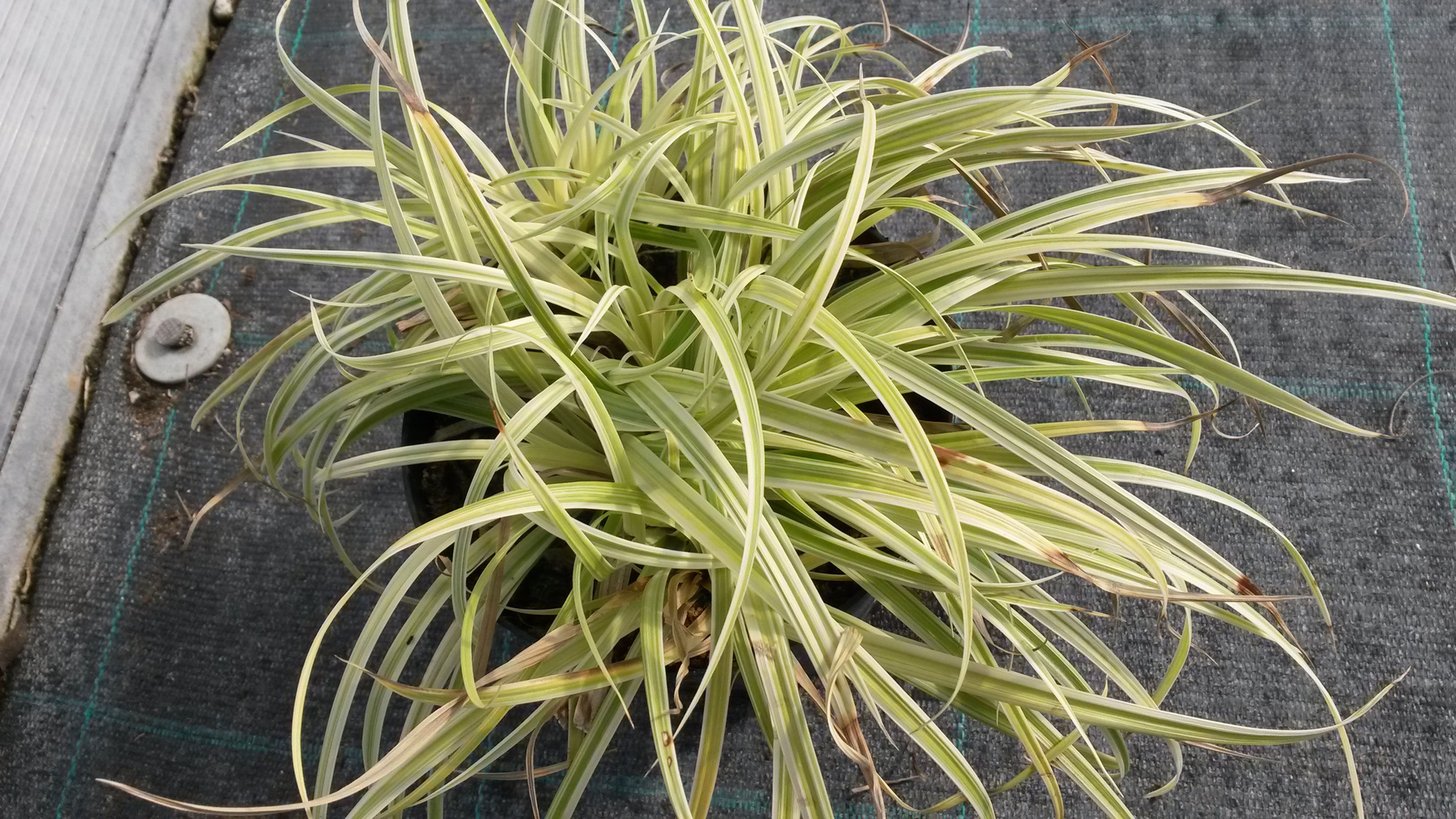 CAREX MORROWI ICE DANCE