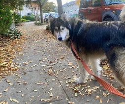 Cartel Póster Se Busca Recompensa Antiguo Marrón (1)_edited.jpg