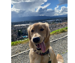 Little monsters logo (5).png