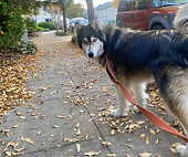 Cartel Póster Se Busca Recompensa Antiguo Marrón (1)_edited.jpg