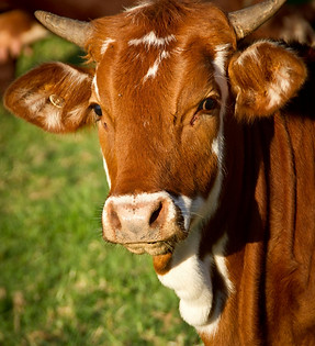 animal feed gado.jpg