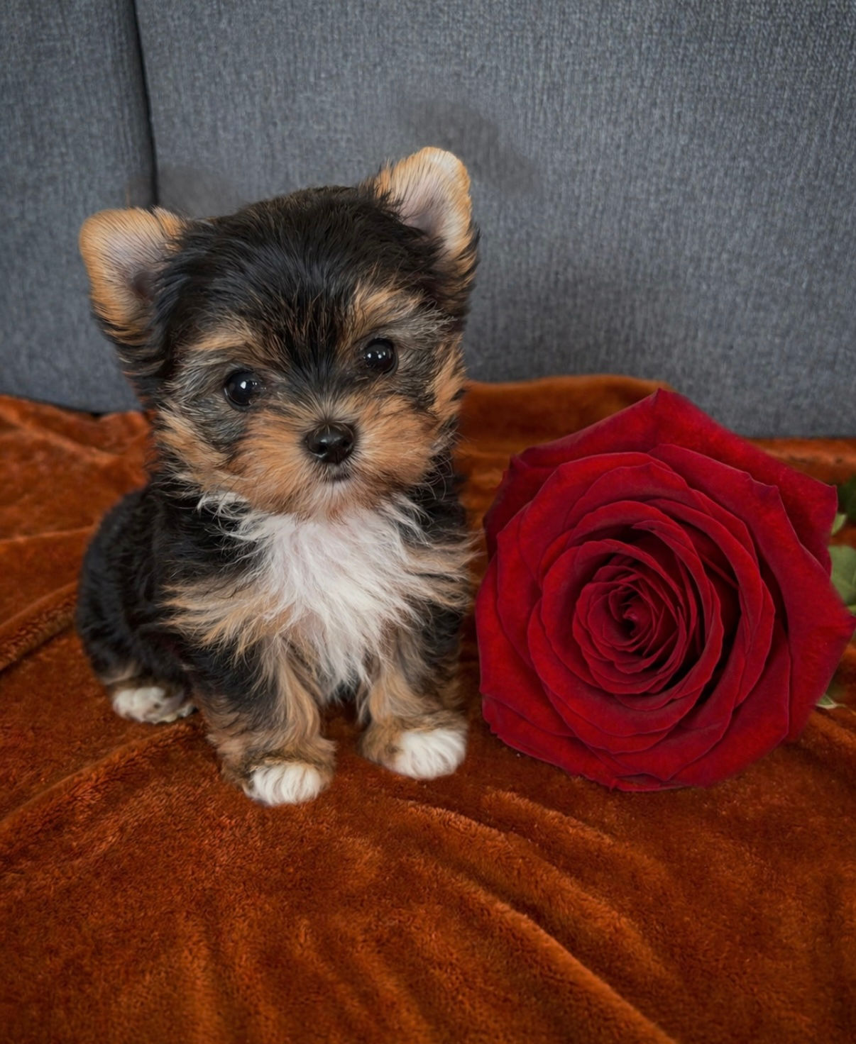 Twinkle (Tiny Female )
