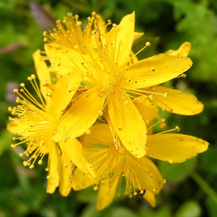 FIORI DI BACH - AGRIMONY