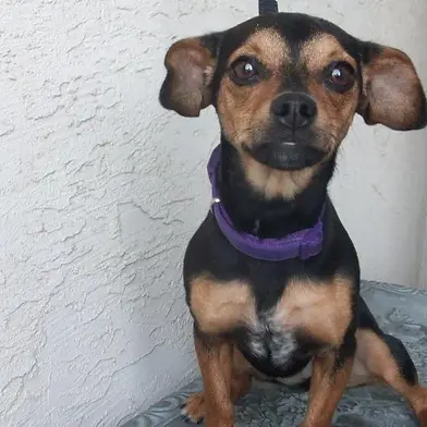 Roxy