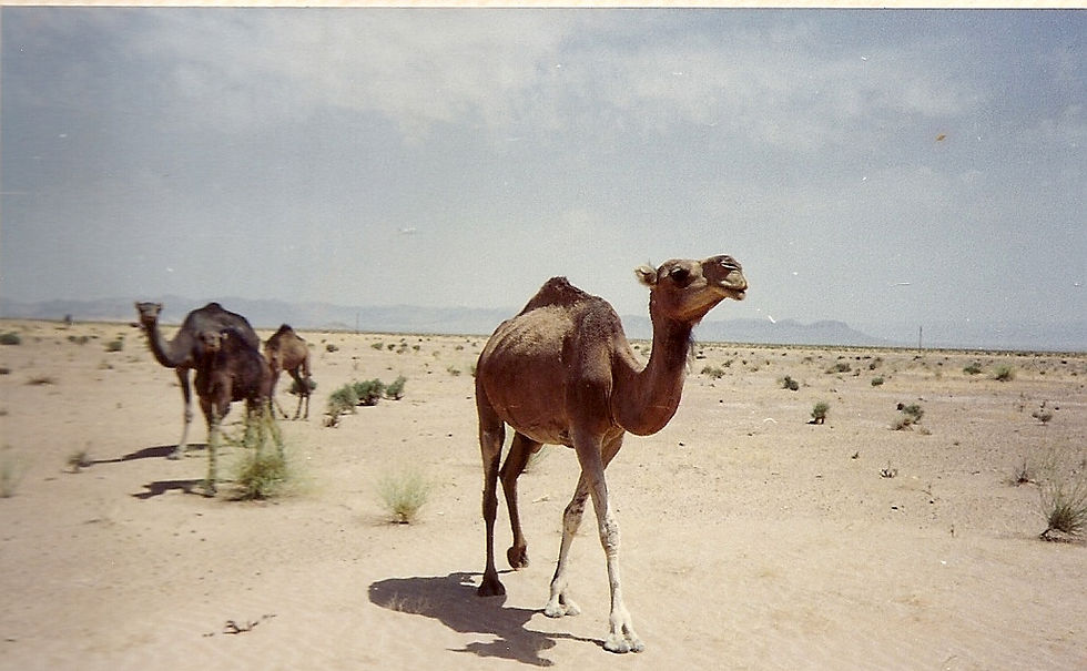 BENI ABBES - ALGERIA