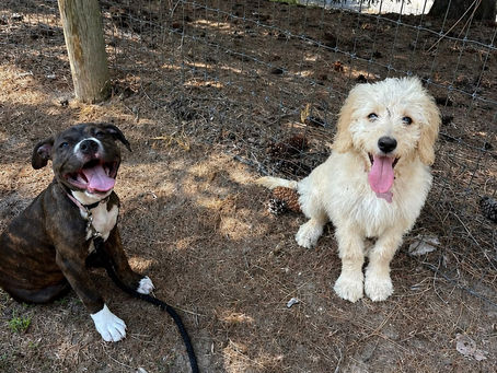 Does Your Dog Have an Outlet? The Importance of Enrichment