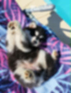 Pomsky F2