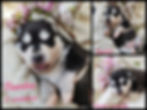 Pomsky F2