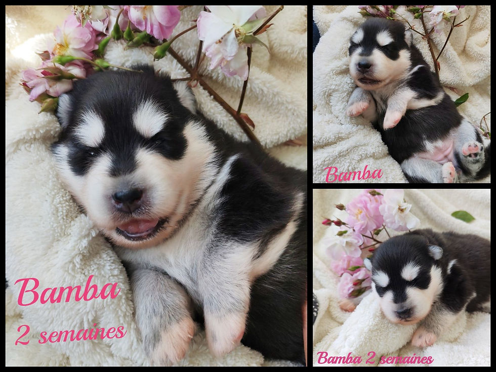 Pomsky F2