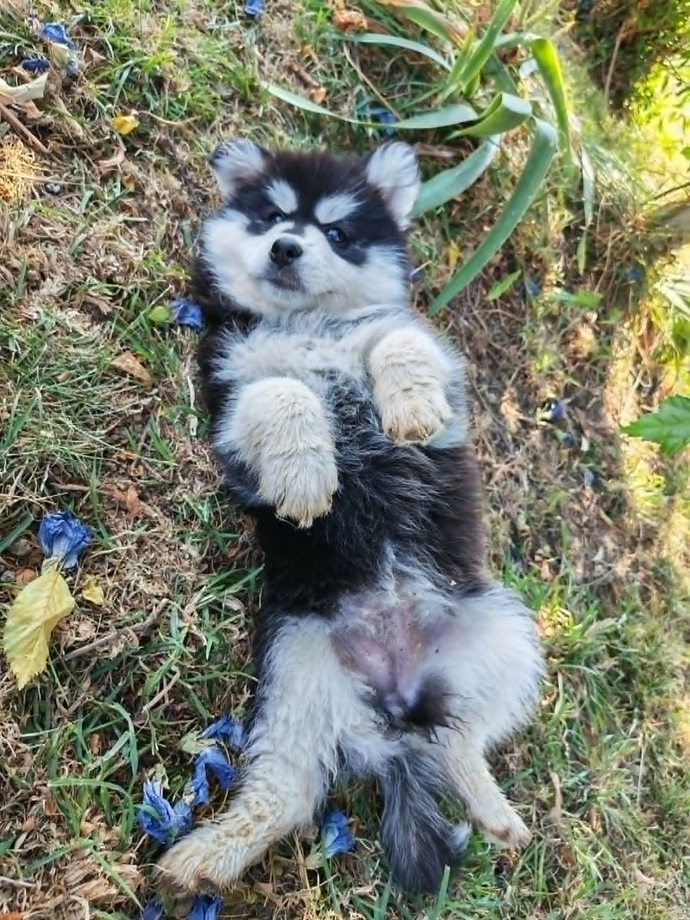 Pomsky F2