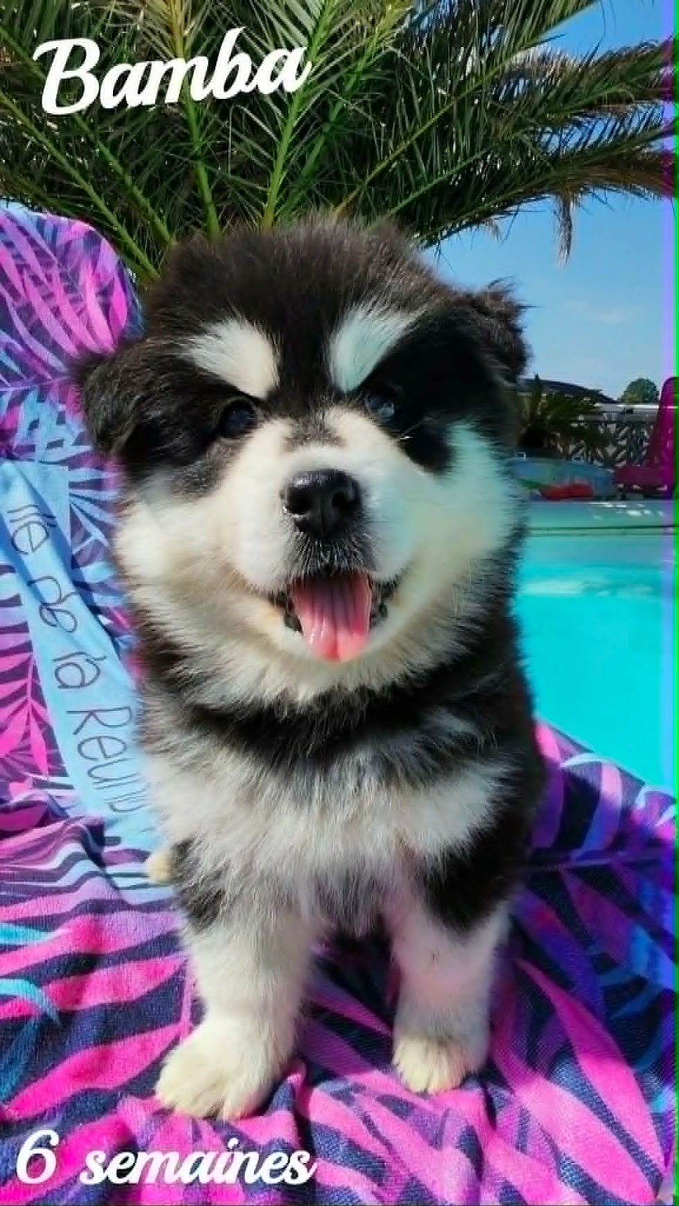 Pomsky F2