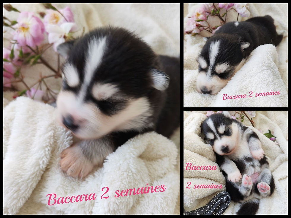 Pomsky F2