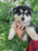 Pomsky F2