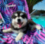 Pomsky F2