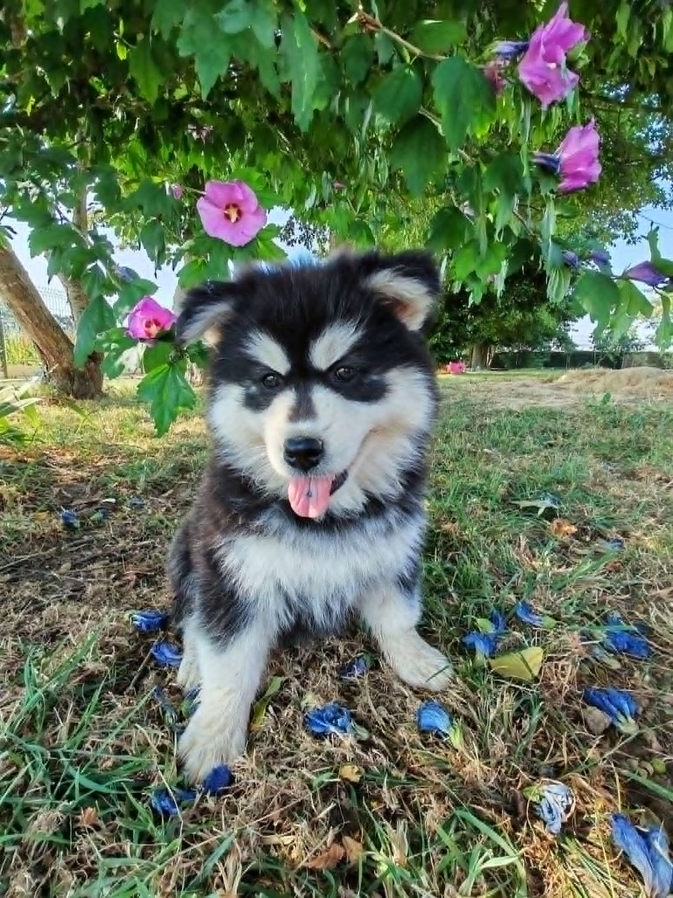 Pomsky F2