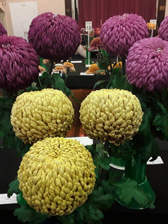 2022 Late Chrysanthemum Show