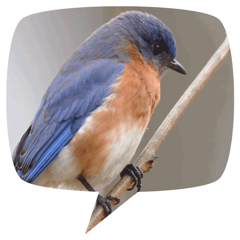 BURD.gif