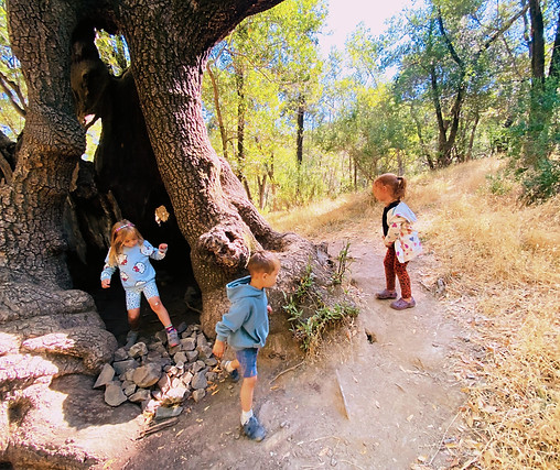 treecave.jpg