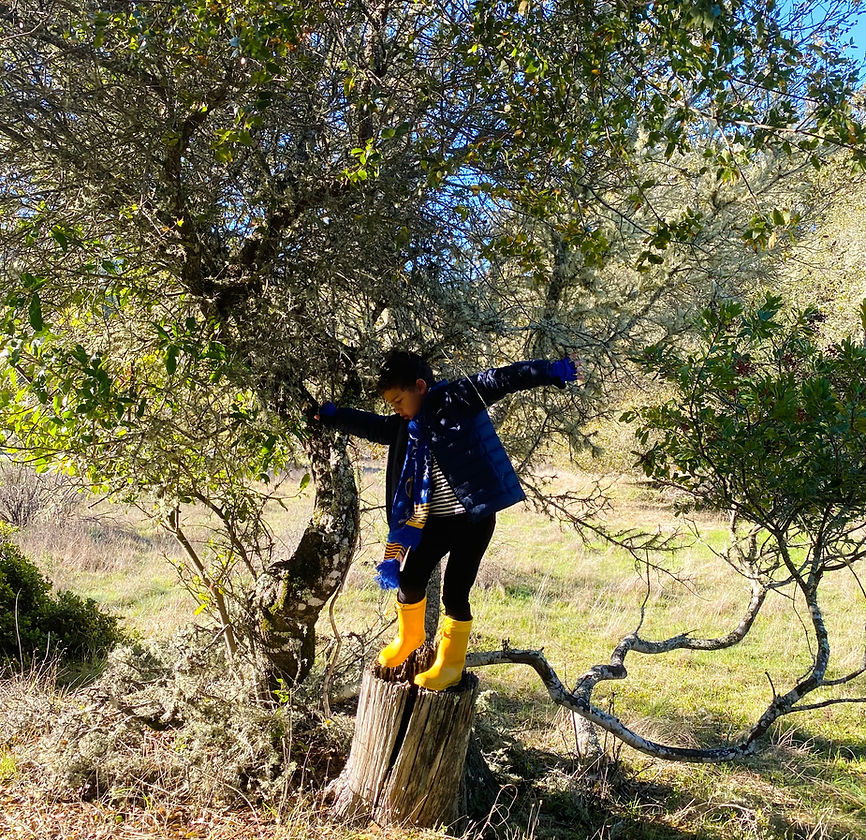 Snails & Turkey Tails