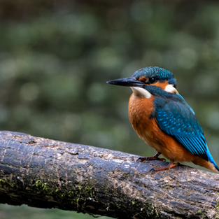 kingfisher perched side-on on a branch with blue upperparts visible
