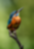 Portrait of a common kingfisher perched on a branch, photographed with a Nikon Z8 and NIKKOR Z 400mm f/4.5 VR S against a soft green background during British wildlife photography.