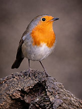 European Robin (Erithacus rubecula) wildlife photograph by Alan Young