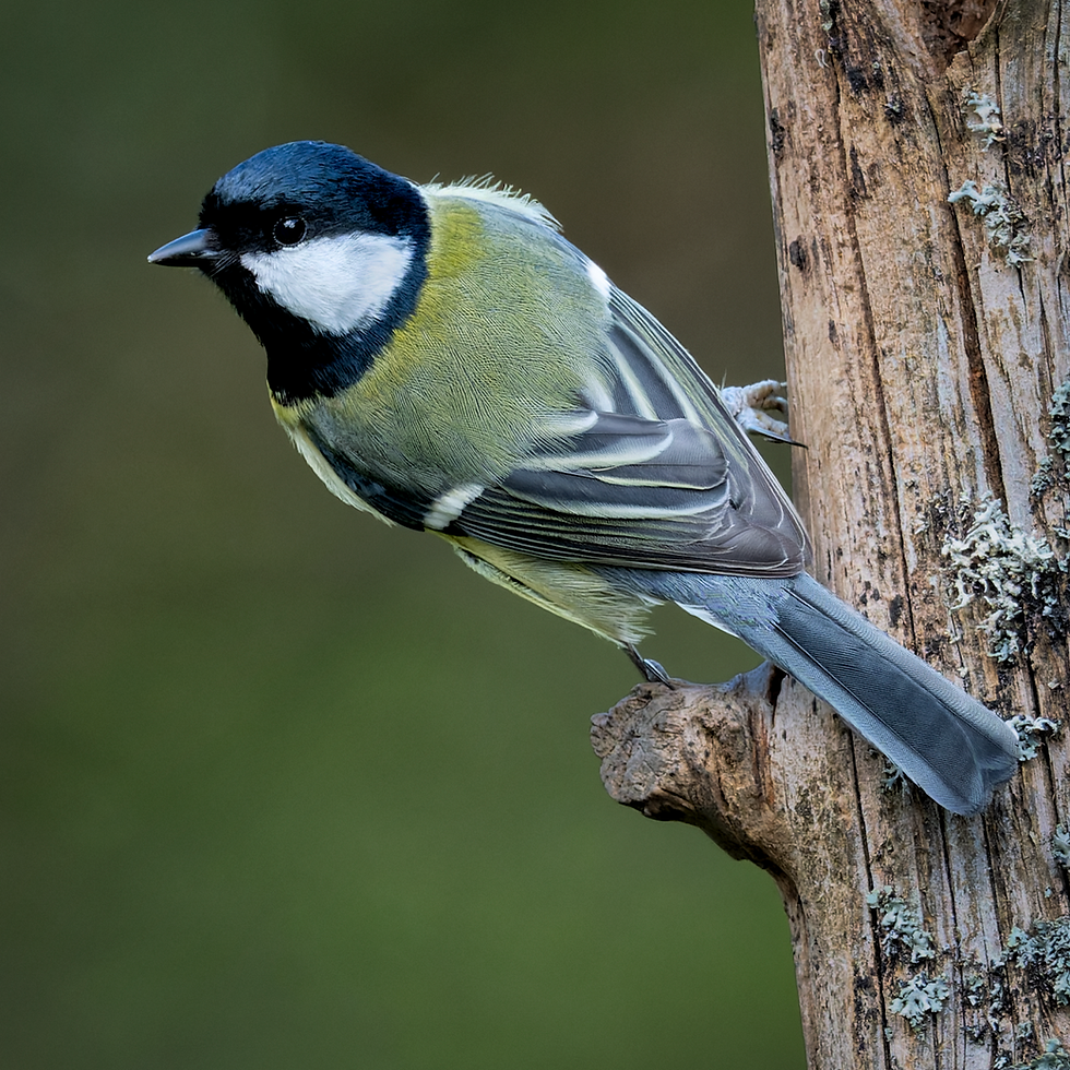 Photograph of the Great Tit.