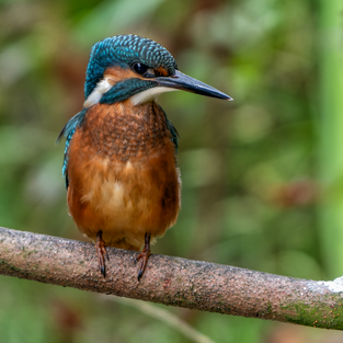 kingfisher perched on a horizontal branch against a soft green background.

Available as a fine art print. See Prints for details.