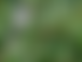 Small bird perched in dense foliage showing how cluttered backgrounds can affect Nikon Z8 autofocus behaviour