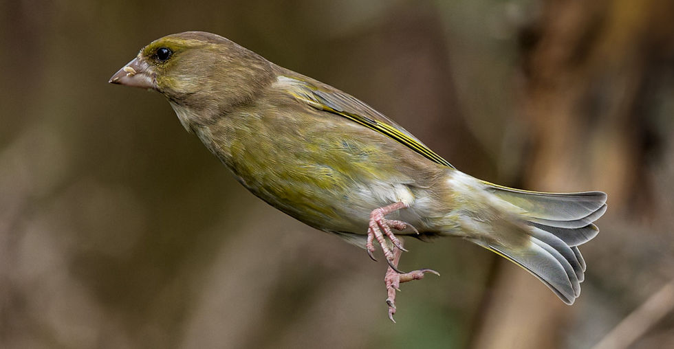 Best Nikon Z8 Settings for Bird Photography