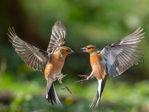 Two chaffinches in mid-air interaction, wings spread, wildlife action photograph