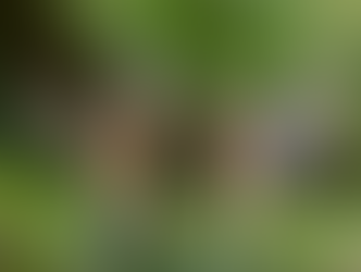 Two chaffinches in mid-air interaction, wings spread, wildlife action photograph