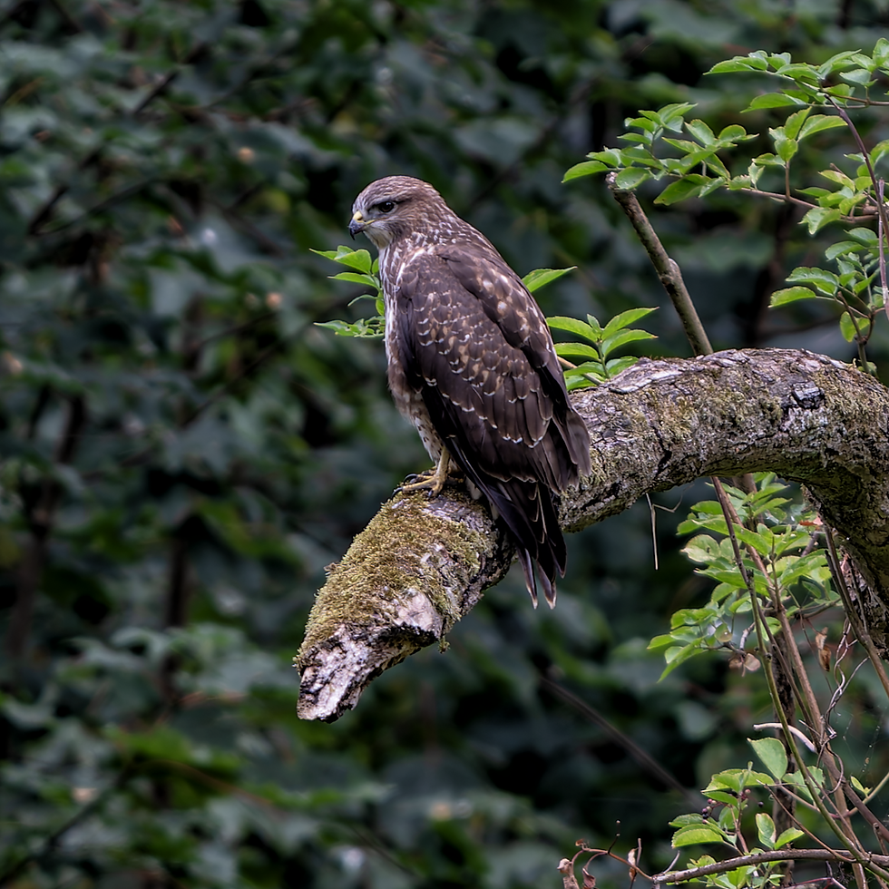 Photographie de la buse.