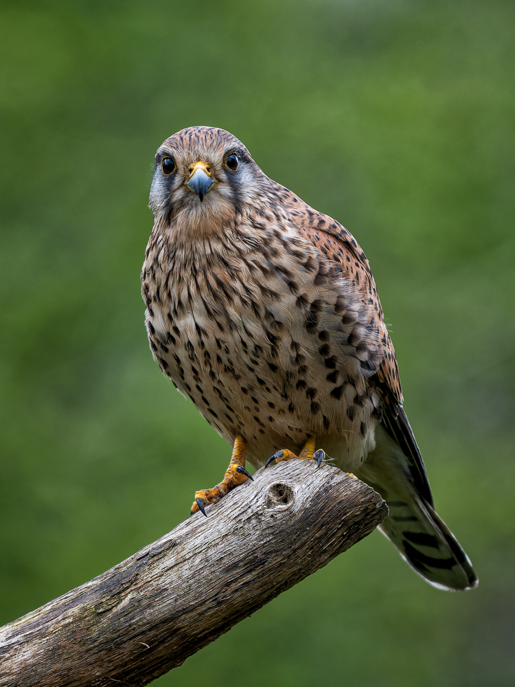 Female Common Kestrel perched on a weathered branch, looking directly towards the camera against a soft green countryside background.
