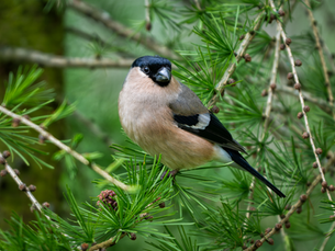 Eurasian Bullfinch perched among dense green conifer branches photographed in a cluttered woodland environment.