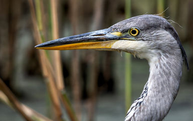 Nikon Z8 Autofocus Area Modes for Wildlife: Which One Should You Use?
