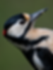 Close-up portrait of a great spotted woodpecker photographed with a Nikon Z8 and NIKKOR Z 180-600mm during British wildlife photography.