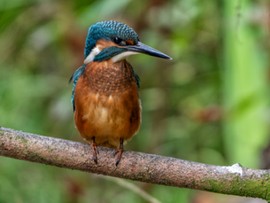 Kingfisher perched on a branch photographed in natural habitat by Alan Young Photography