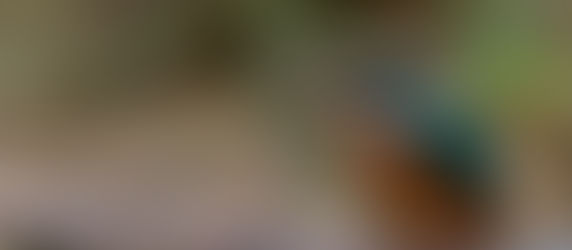 Kingfisher with fish