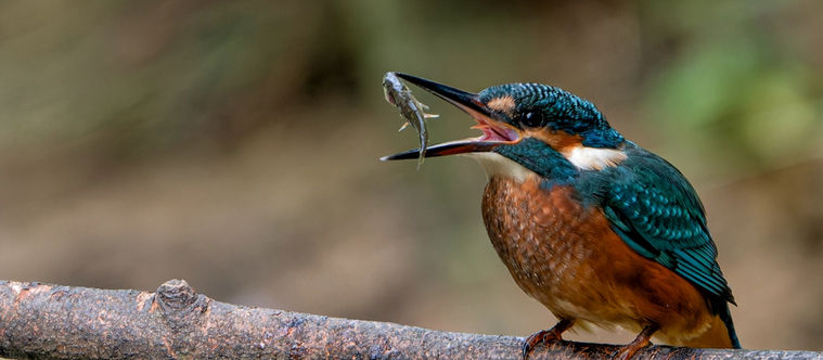 Kingfisher with fish