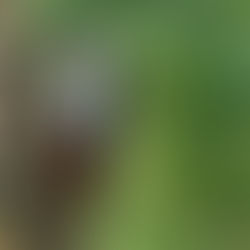 Nikon Z8 Pre-Release Capture and Auto Capture for Bird Photography