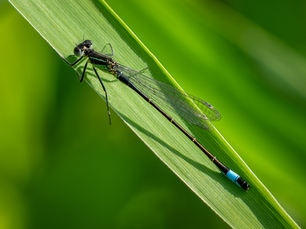 blue tailed damselfly perched on a blade of grass, illustrating a wildlife photography article about CFexpress memory card overheating in modern cameras.
