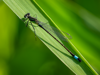 blue tailed damselfly perched on a blade of grass, illustrating a wildlife photography article about CFexpress memory card overheating in modern cameras.